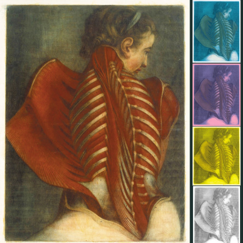 l'Ange anatomique
Myologie complète en couleur et grandeur naturelle