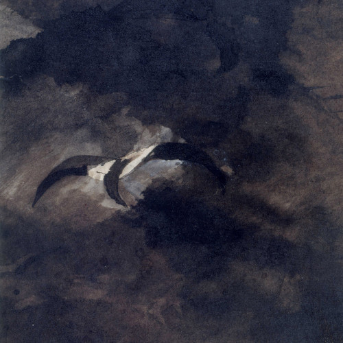 La Mouette passant dans l’ombre