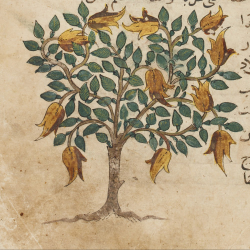Les plantes dans une encyclopédie mamelouke
