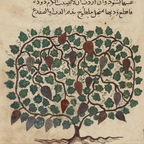 Les plantes dans une encyclopédie mamelouke