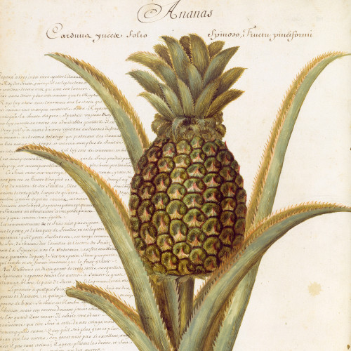 L’Ananas