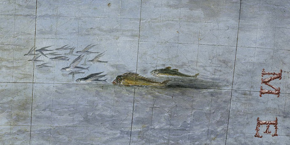 Poissons volants poursuivis par d’autres poissons