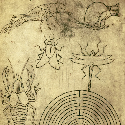 Planche naturaliste - Labyrinthe