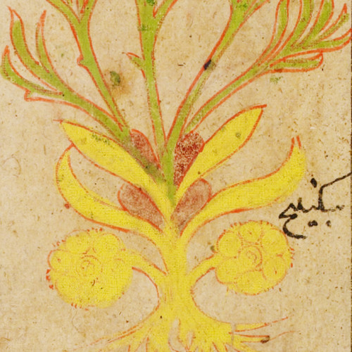 Détail d’une planche de la thériaque : le ferula