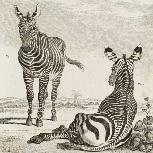 Le Zèbre