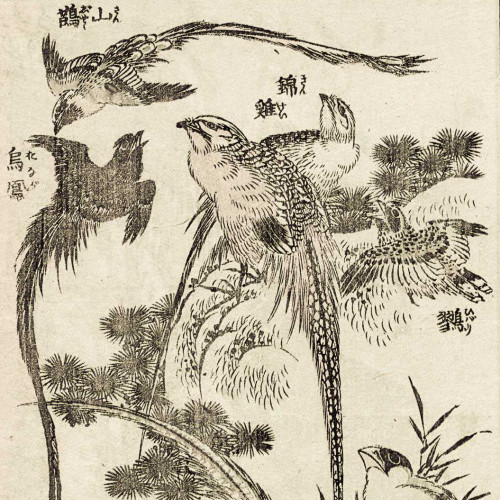 Oiseaux