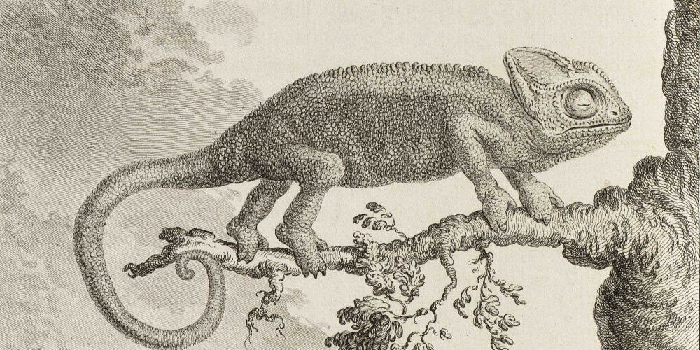 Le Caméléon