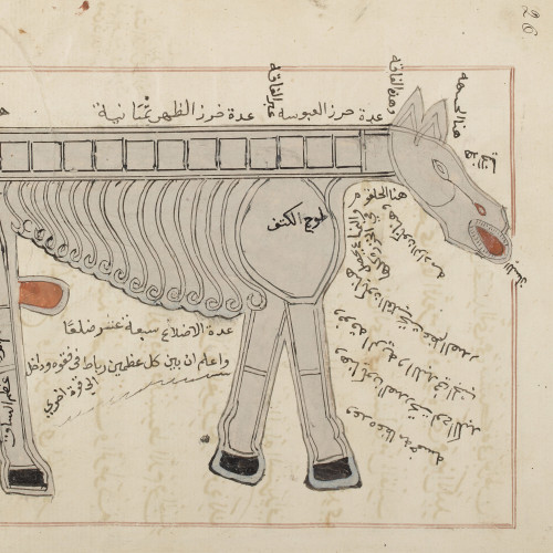 Anatomie et pathologie du cheval