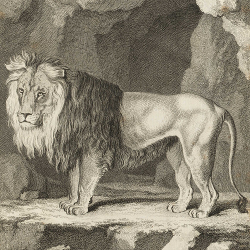 Le Lion