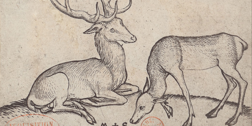 Le cerf et la biche