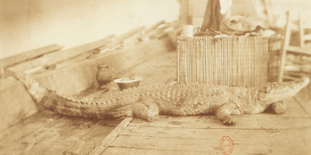 Crocodile mort sur une cange du Nil