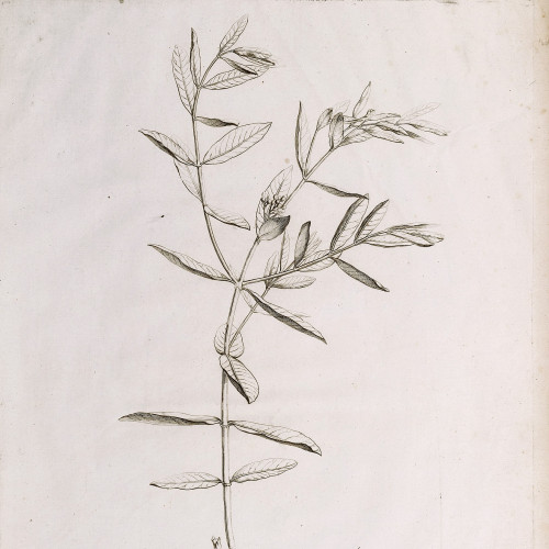 Nicotiana latifolia