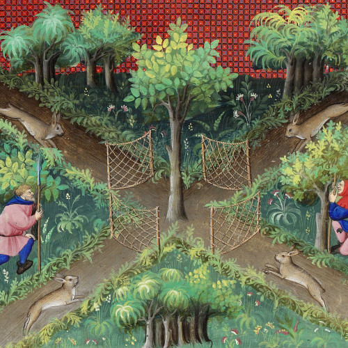 Chasse au lièvre