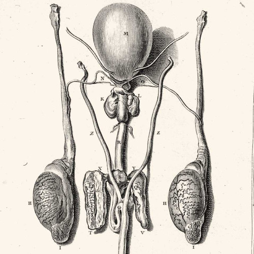 Les Organes du sanglier