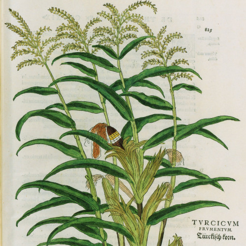 Turcicum : blé de Turquie
