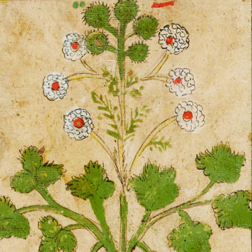 Détail d’une planche de la thériaque : le panax