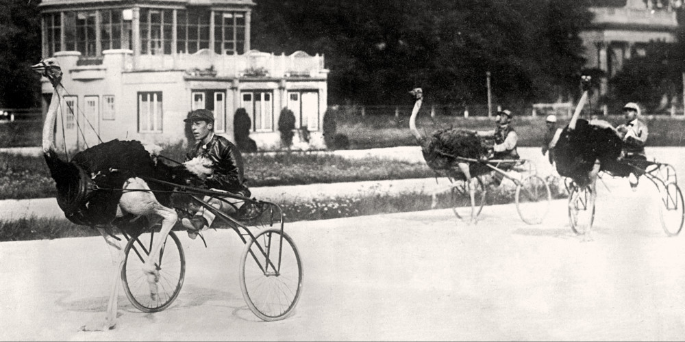 Course d'autruches en Allemagne