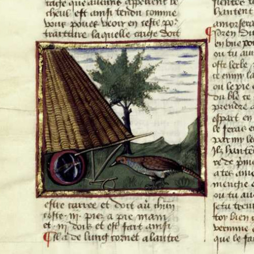 Le faisan