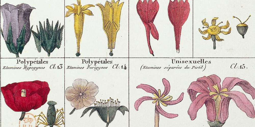 Classification botanique de Jussieu