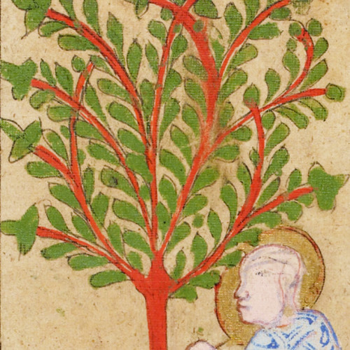 Détail d’une planche de la thériaque : le balsamier