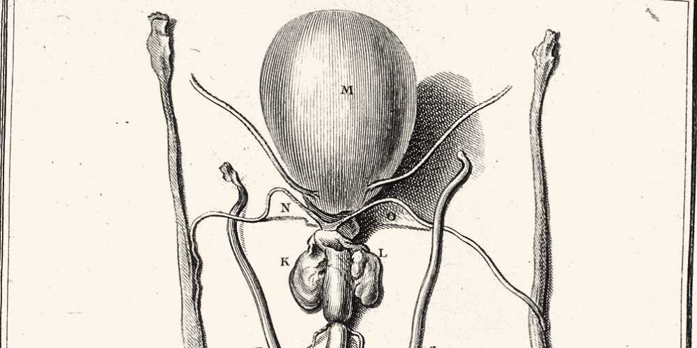 Les Organes du sanglier