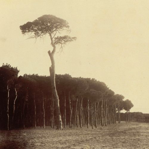 Pins aux environs de Beyrouth