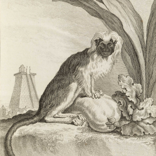 Le Pinché