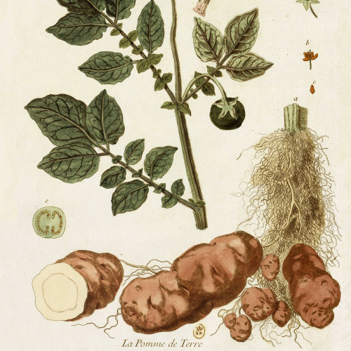 La Pomme de terre