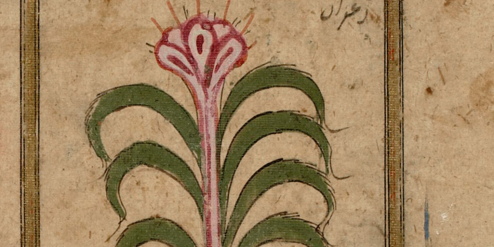 Une fleur de safran