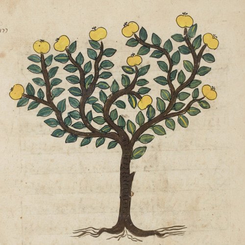 Les plantes dans une encyclopédie mamelouke