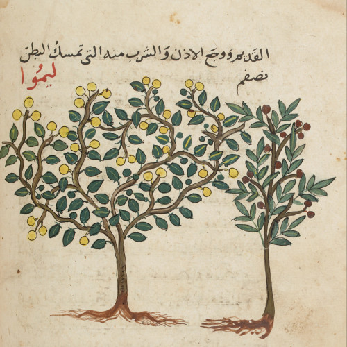 Les plantes dans une encyclopédie mamelouke