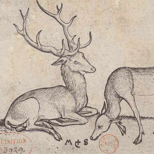 Le cerf et la biche