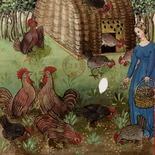 Femme donnant à manger à ses poules