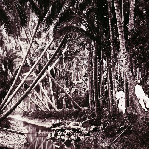 Forêt de palmiers avec rivière