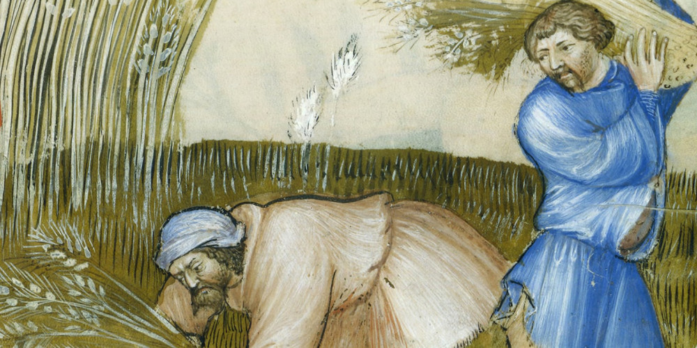 Paysan gerbant du riz