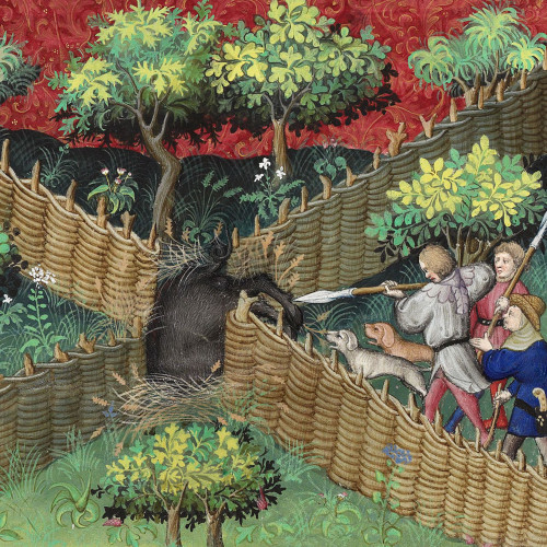 Chasse au sanglier