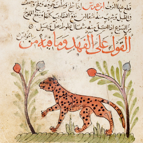 Propriétés médicales des animaux : le léopard