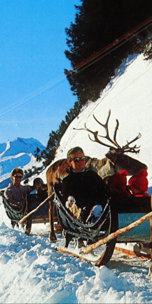 Attelage de rennes à Avoriaz