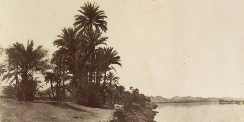 Palmiers-dattiers en bord de Nil