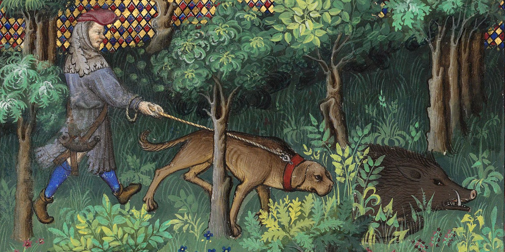 Chasse au sanglier