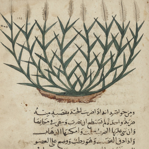 Les plantes dans une encyclopédie mamelouke