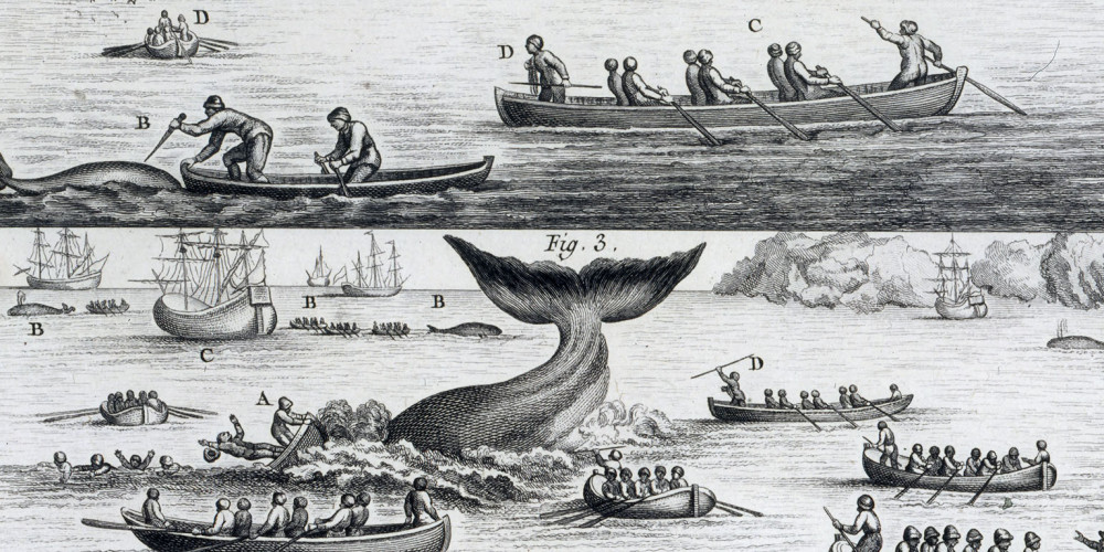 Chasse à la baleine