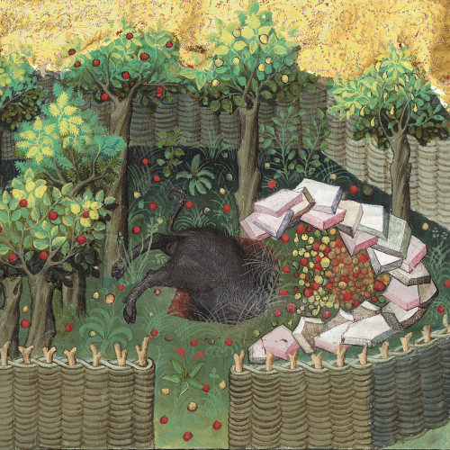 Chasse au sanglier