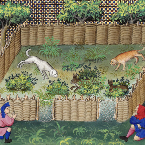 Chasse au lièvre
