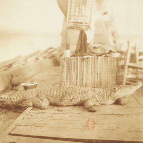 Crocodile mort sur une cange du Nil