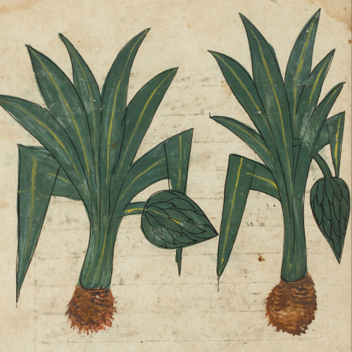 Les plantes dans une encyclopédie mamelouke