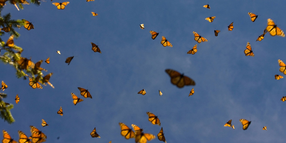 Forêt de papillons monarques au Mexique