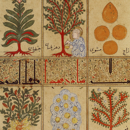 Tableau de plantes médicinales du 12e siècle