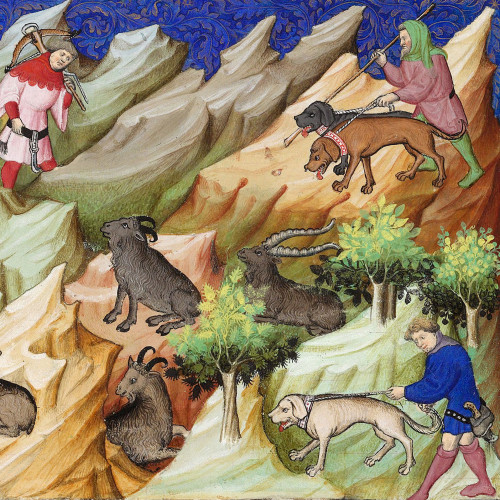 Chasse au bouquetin