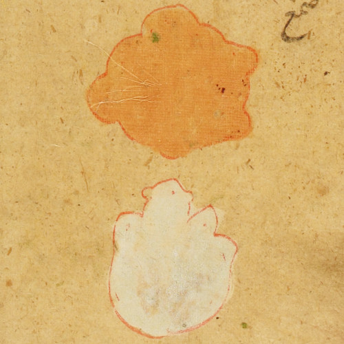 Détail d’une planche de la thériaque : la gomme arabique